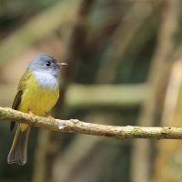 Komarówka szarogłowa - Grey-headed Canary-flycatche