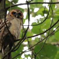Puszczyk brunatny - Brown Wood Owl
