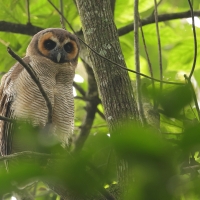 Puszczyk brunatny - Brown Wood Owl