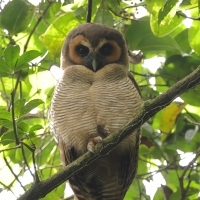 Puszczyk brunatny - Brown Wood Owl