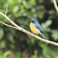 Dżunglówka trójbarwna - Tickell's Blue-Flycatcher