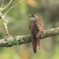 Kukułka jarzębata - Banded Bay Cuckoo