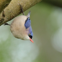 Kowalik krasnodzioby - Velvet-fronted Nuthatch
