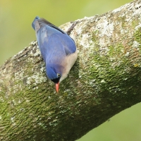 Kowalik krasnodzioby - Velvet-fronted Nuthatch