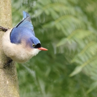Kowalik krasnodzioby - Velvet-fronted Nuthatch