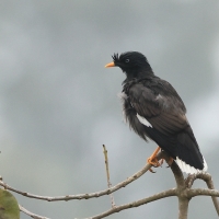Majna szara - Jungle Myna