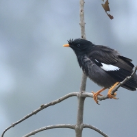 Majna szara - Jungle Myna