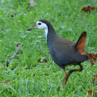 Bagiewnik białopierśny - White-breasted Waterhen
