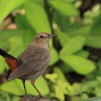 Opocznik - Indian Robin