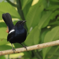 Opocznik - Indian Robin