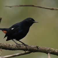 Opocznik - Indian Robin