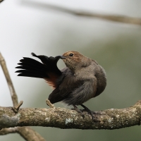 Opocznik - Indian Robin
