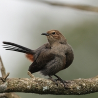 Opocznik - Indian Robin