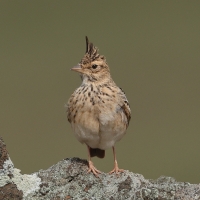 Dzierlatka malabarska - Malabar Lark