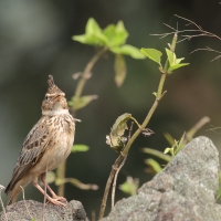Dzierlatka malabarska - Malabar Lark