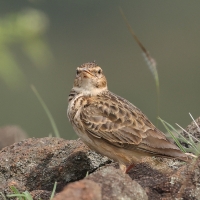 Dzierlatka malabarska - Malabar Lark