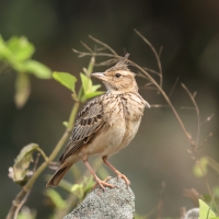 Dzierlatka malabarska - Malabar Lark