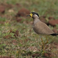 Czajka brunatna - Yellow-wattled Lapwing