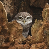 Pójdźka bramińska - Spotted Owlet