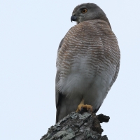 Krogulec mały - Shikra
