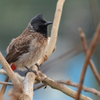 Bilbil czerwonoplamy - Red-vented Bulbul