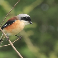 Dzierzba maskowa - Bay-backed Shrike