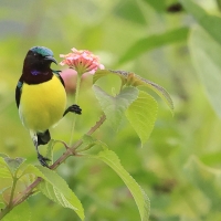 Nektarnik żółtobrzuchy - Purple-rumped Sunbird