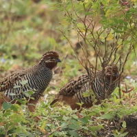 Przepióreczka dżunglowa - Jungle Bush-Quail