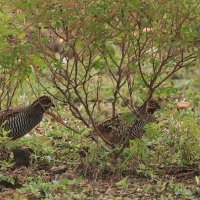 Przepióreczka dżunglowa - Jungle Bush-Quail