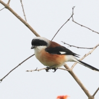 Dzierzba maskowa - Bay-backed Shrike