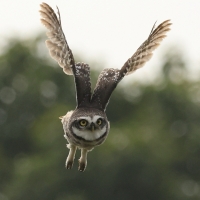 Pójdźka bramińska - Spotted Owlet