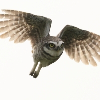 Pójdźka bramińska - Spotted Owlet