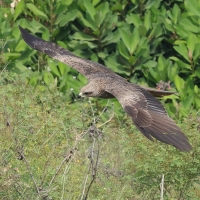 Kania czarna - Black Kite