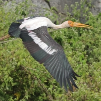 Dławigad indyjski - Painted Stork