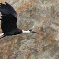 Bocian białoszyi - Woolly-necked Stork