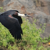 Bocian białoszyi - Woolly-necked Stork