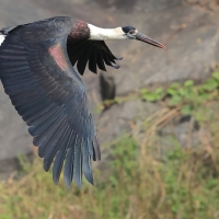 Bocian białoszyi - Woolly-necked Stork