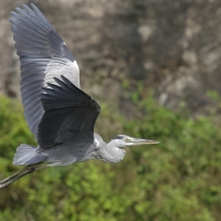 Czapla siwa -Grey Heron