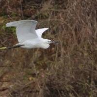 Czapla nadobna - Little Egret