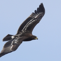 Orlik grubodzioby - Greater Spotted Eagle