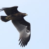 Orlik grubodzioby - Greater Spotted Eagle
