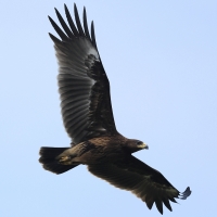 Orlik grubodzioby - Greater Spotted Eagle