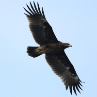 Orlik grubodzioby - Greater Spotted Eagle