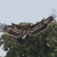 Orlik grubodzioby - Greater Spotted Eagle