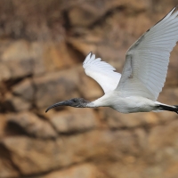 Ibis siwopióry - Black-headed Ibis