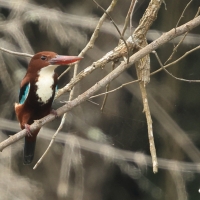 Łowiec krasnodzioby - White-breasted Kingfisher