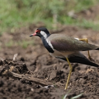 Czajka indyjska - Red-wattled Lapwing