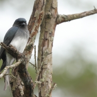 Dziwogon białobrzuchy - White-bellied Drongo