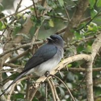 Dziwogon białobrzuchy - White-bellied Drongo