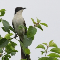 Kukułka czarno-biała - Jacobin Cuckoo